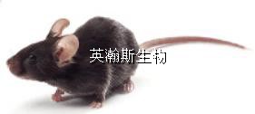 图片1_wm.jpg