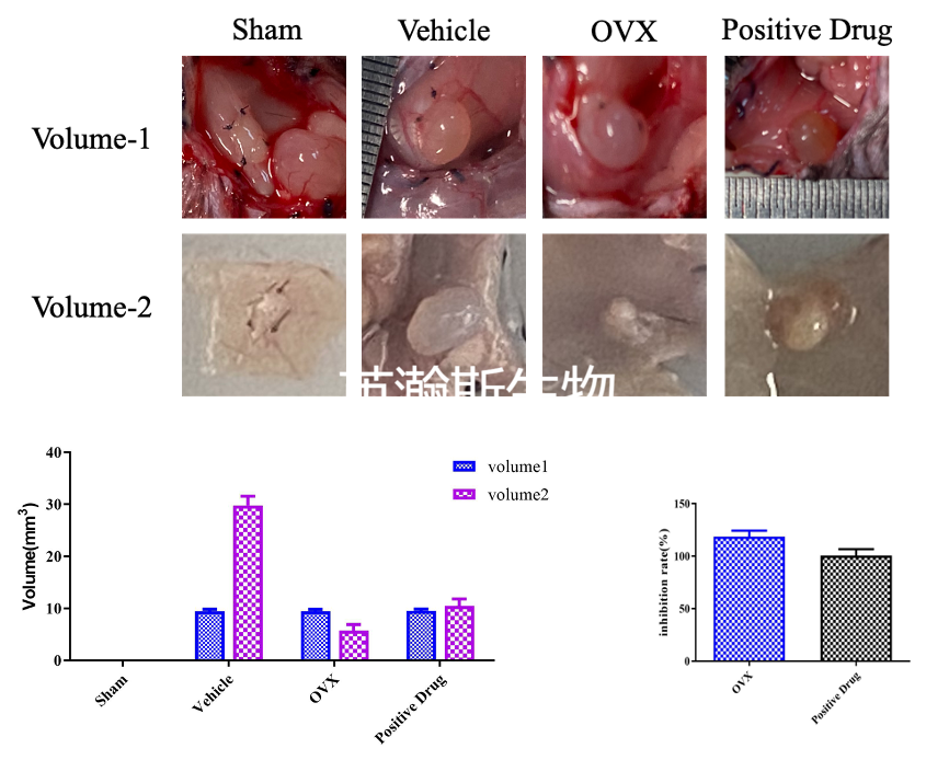 子宫内膜异位症造模效果.png